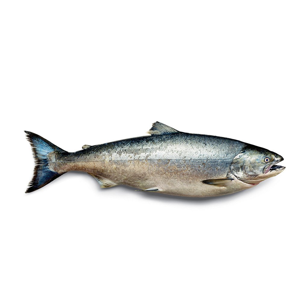 11eat1-superjumbo-v2