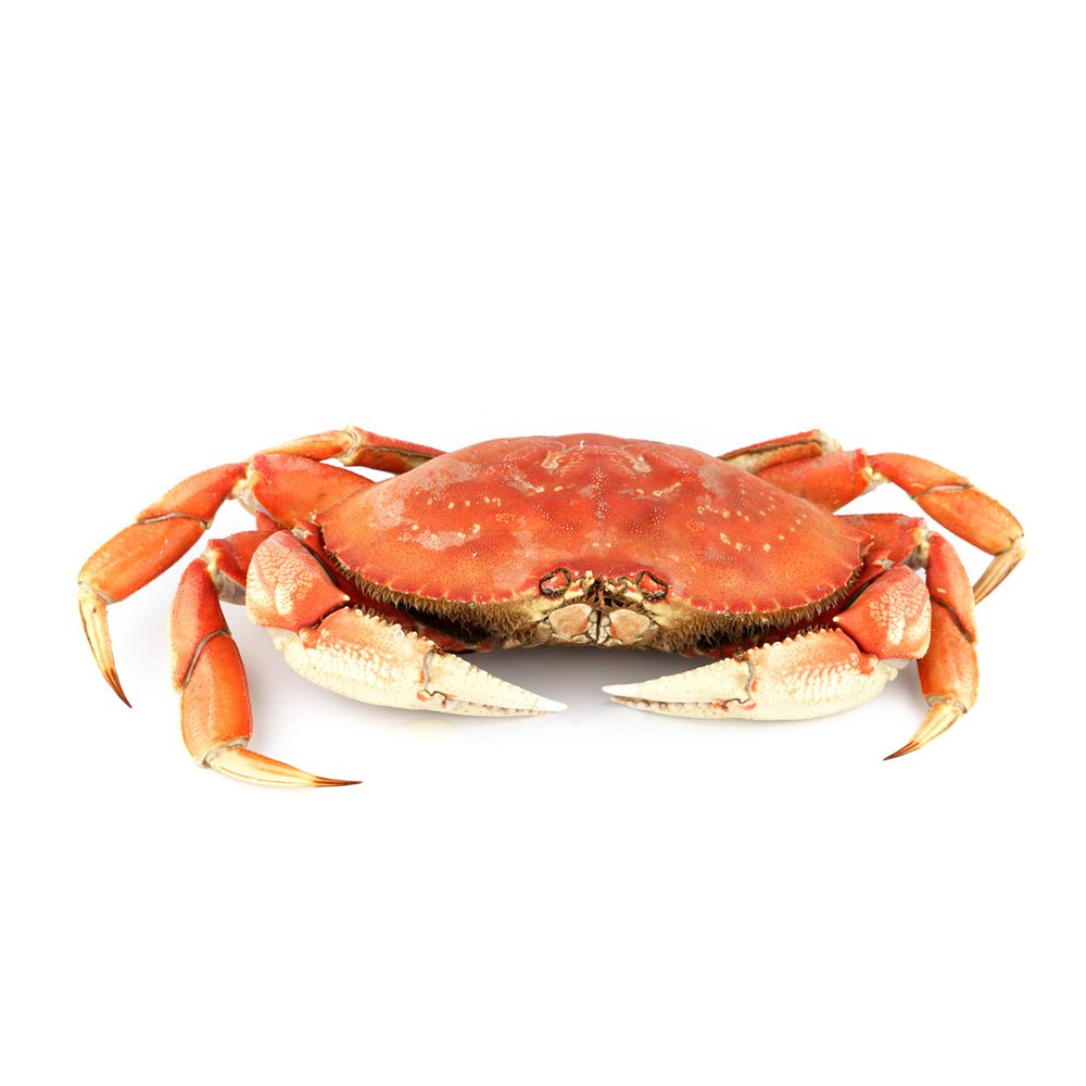 crab-images-7987467